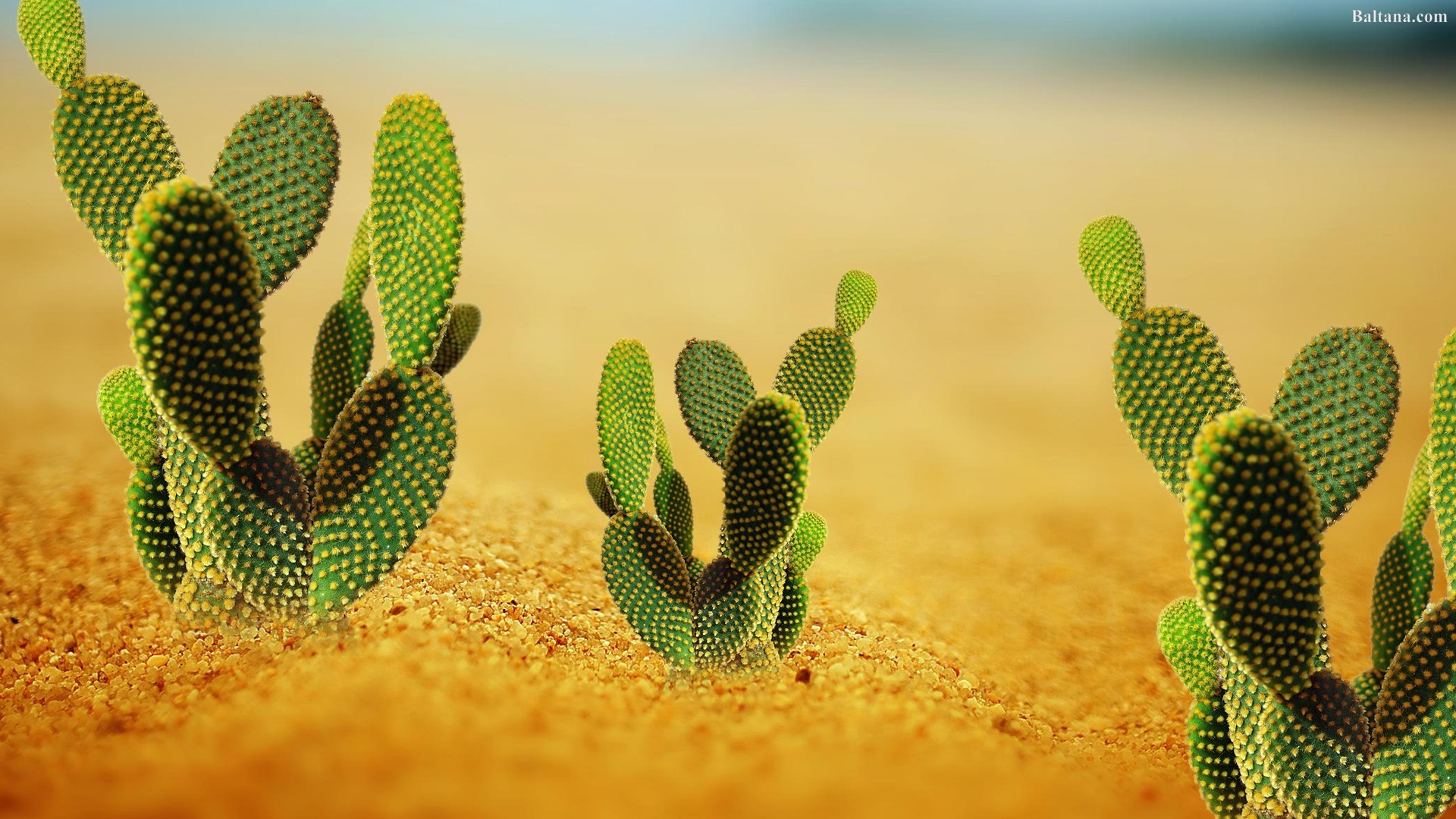 10 Incomparable cactus flower desktop wallpaper You Can Get It Without ...