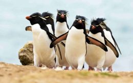Desktop Penguin Wallpaper
