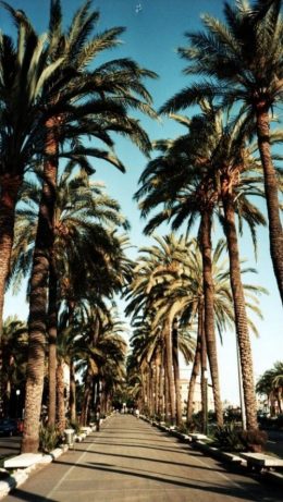 HD Palm Tree Wallpaper