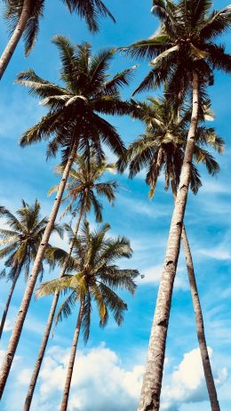 Background Palm Tree Wallpaper