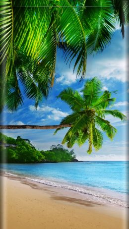 HD Palm Tree Wallpaper