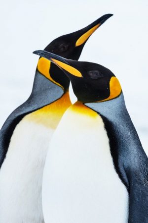 HD Penguin Wallpaper