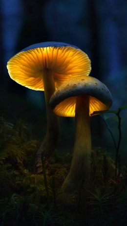 Backgraund Mushroom Wallpaper