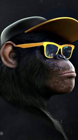 Monkey Wallpaper