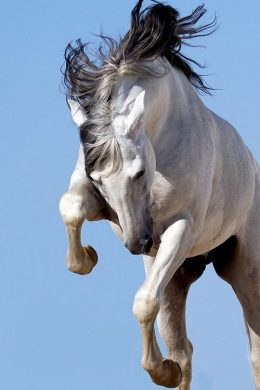 Horses Wallpaper