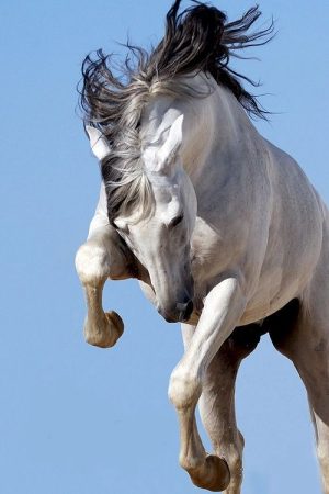 Horses Wallpaper
