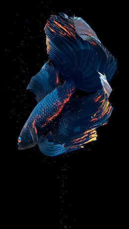 Live Photos Wallpaper