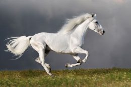 HD Horses Wallpaper