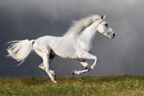 HD Horses Wallpaper