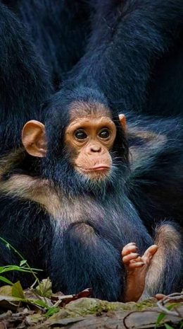 Monkey Wallpaper