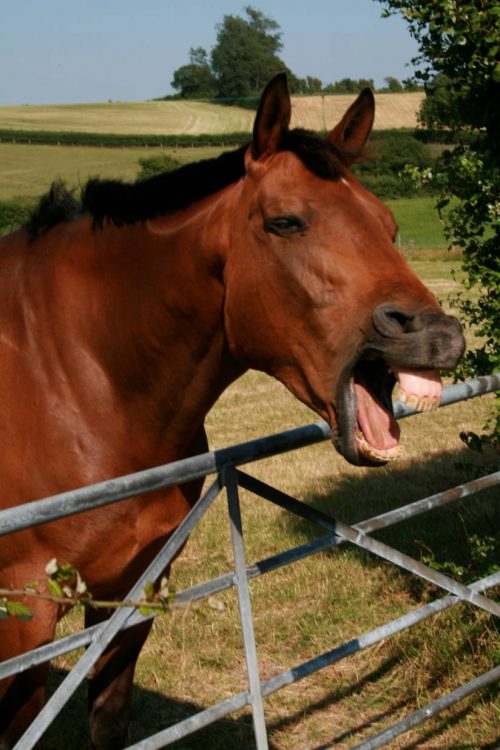 Background Horses Wallpaper