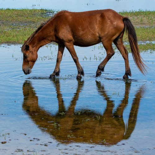 Background Horses Wallpaper