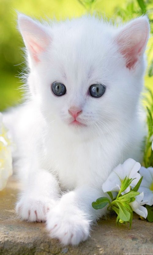 Cute Cat Wallpaper