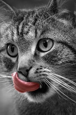 Cute Cat Wallpaper