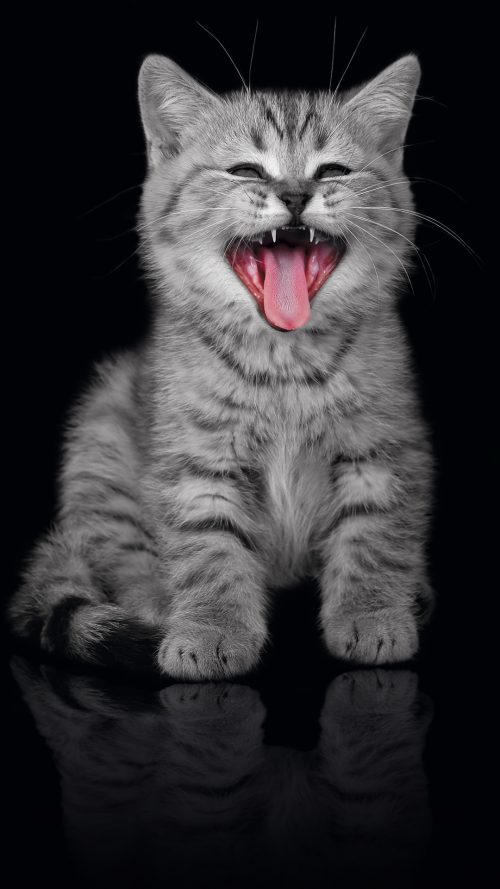 Cute Cat Wallpaper