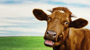 Desktop Cow Wallpaper