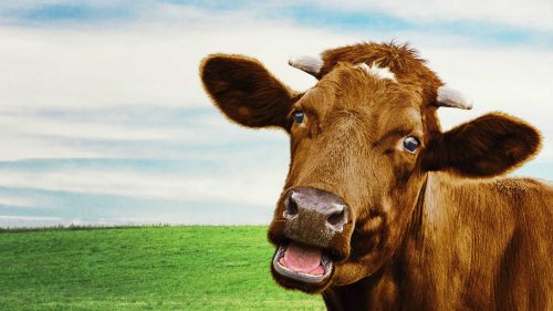 Desktop Cow Wallpaper