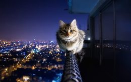 Desktop Cute Cat Wallpaper