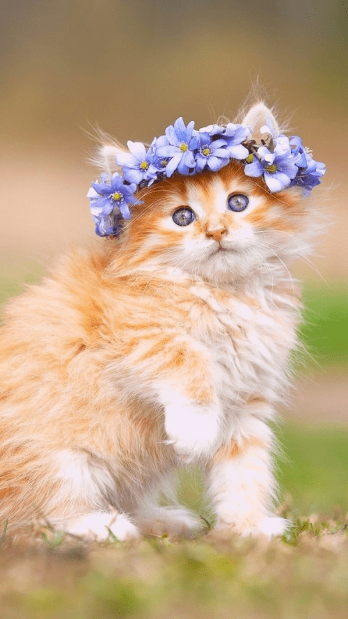 Cute Cat Wallpaper