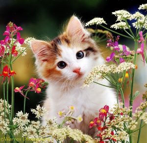 Background Cute Cat Wallpaper