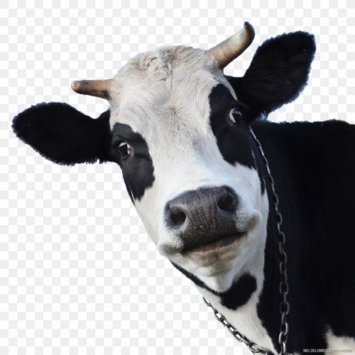 Cow Wallpaper