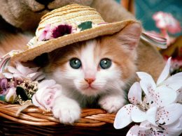 Desktop Cute Cat Wallpaper