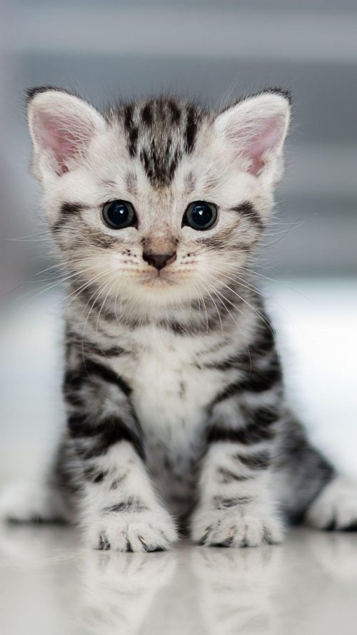 Cute Cat Wallpaper - EnWallpaper