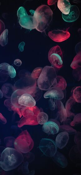 Jellyfish Field Wallpaper