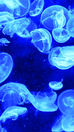 Jellyfish Field Wallpaper