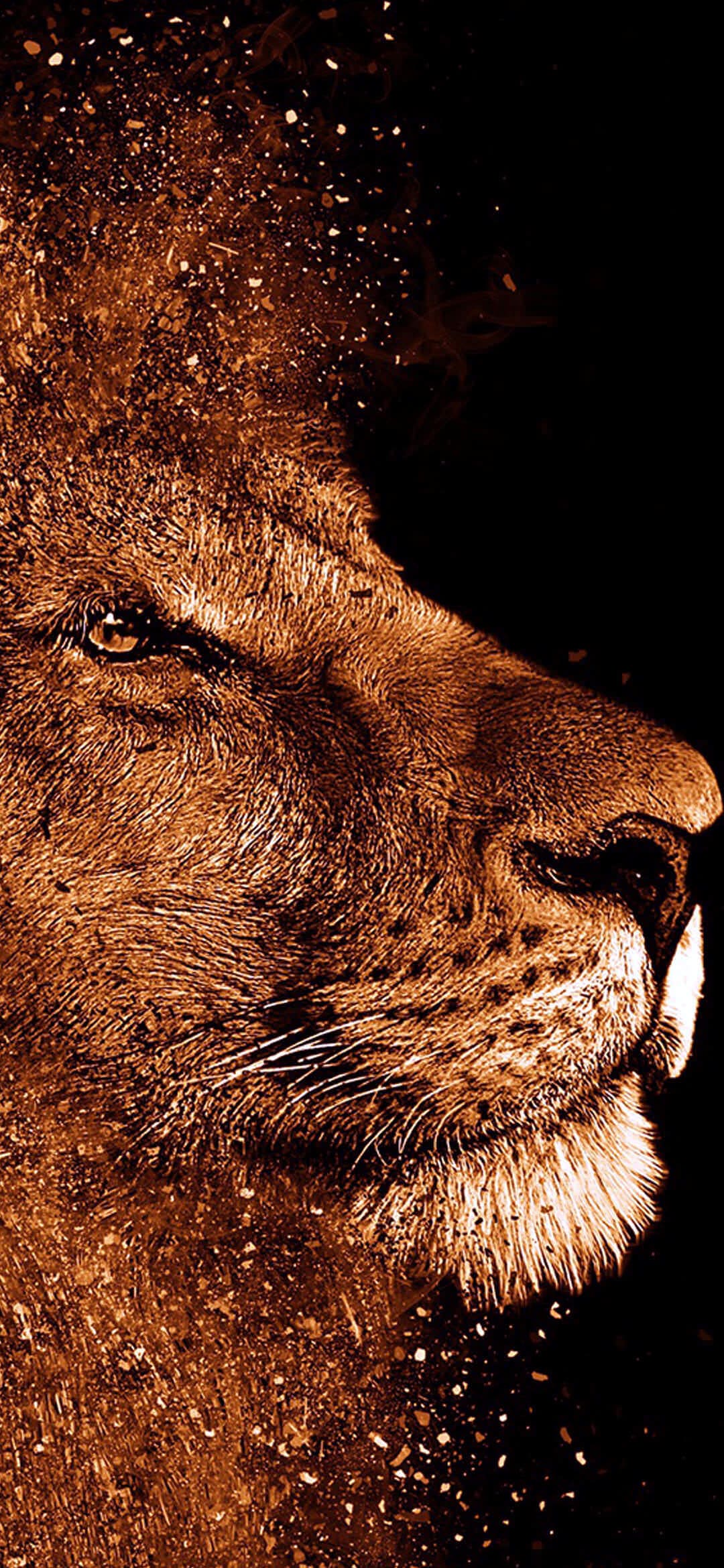 lion 4k high quality images, HD wallpaper | Wallpaperbetter