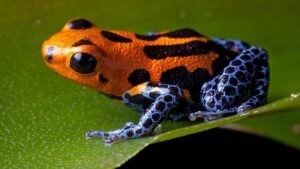 Desktop Frog Wallpaper