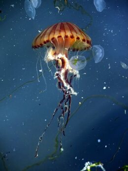 Jellyfish Field Wallpaper