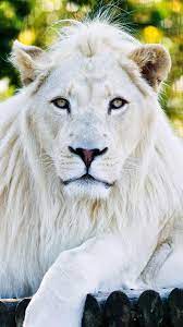 Lion Wallpaper