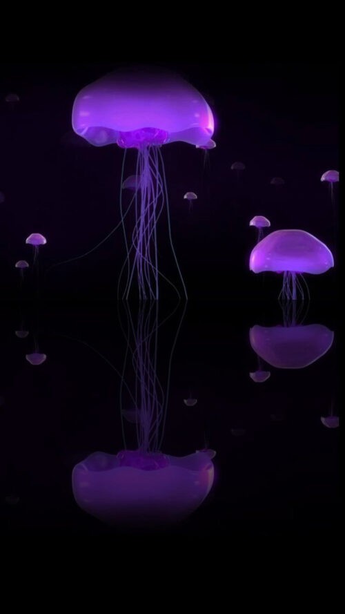 Jellyfish Field Wallpaper