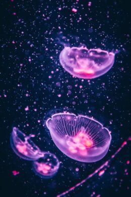 Jellyfish Field Wallpaper