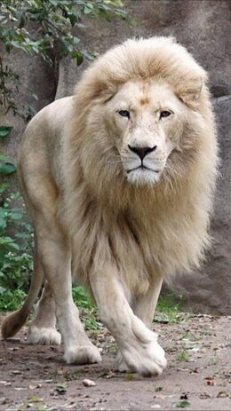Lion Wallpaper