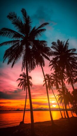 Palm Tree Wallpaper