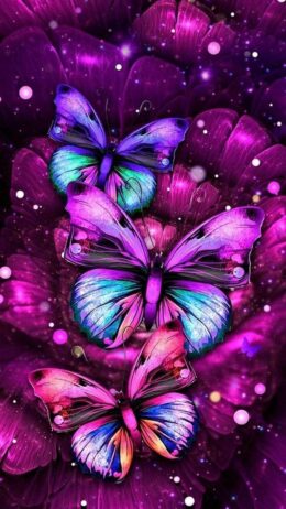 Butterfly Wallpaper