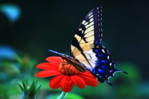 Butterfly Wallpaper