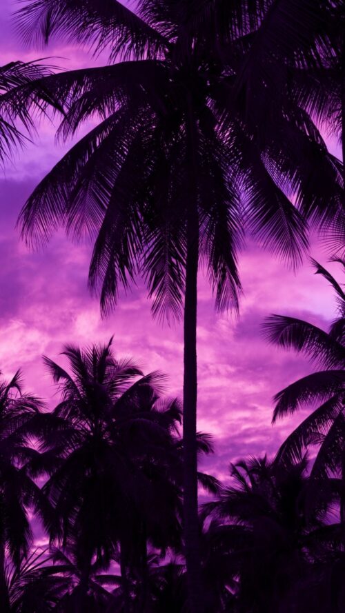 Palm Tree Wallpaper