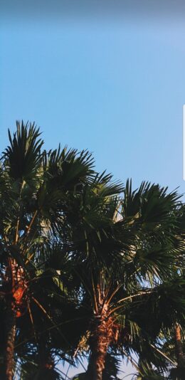 Palm Tree Wallpaper