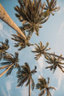 Palm Tree Wallpaper