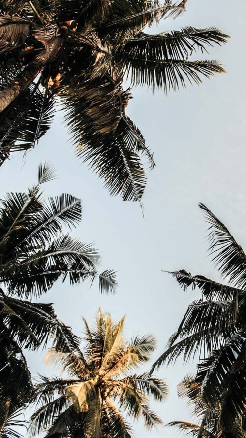 Palm Tree Wallpaper