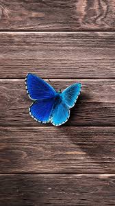 Butterfly Wallpaper