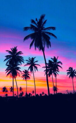 Palm Tree Wallpaper