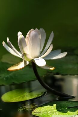 White Lotus Wallpaper