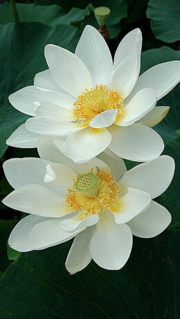 White Lotus Wallpaper