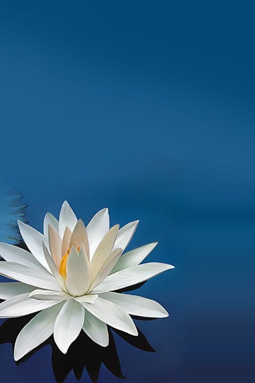 White Lotus Wallpaper