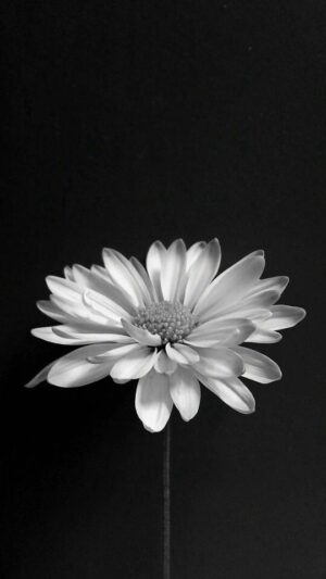 White Lotus Wallpaper