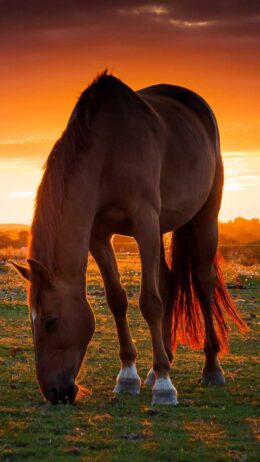 Horse Background